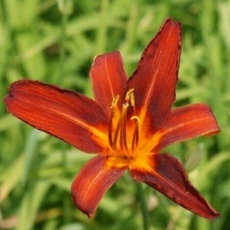 Hemerocallis 'Sammy Russell' P9 - afbeelding 3