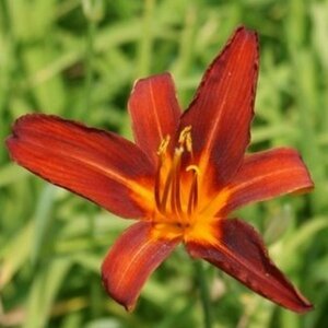 Hemerocallis 'Sammy Russell' P9 - afbeelding 3