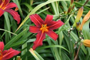 Hemerocallis 'Sammy Russell' P9 - afbeelding 7