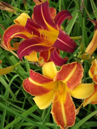 Hemerocallis 'Sammy Russell' P9 - afbeelding 4