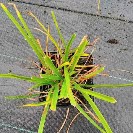 Hemerocallis 'Sammy Russell' P9 - afbeelding 1