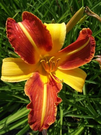 Hemerocallis 'Frans Hals' P9 - afbeelding 4