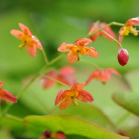 Epimedium warleyense P9