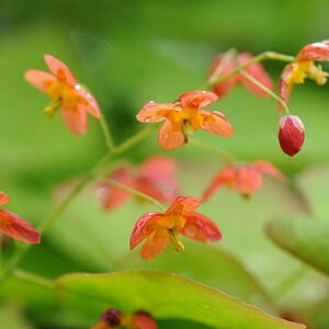 Epimedium warleyense P9
