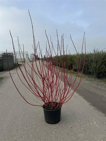Cornus alba 'Sibirica' 150/175 KL. - afbeelding 2