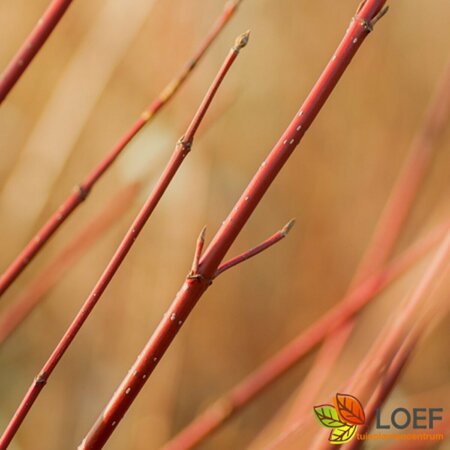 Cornus alba 'Sibirica' 150/175 KL. - afbeelding 1