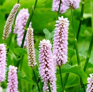 Persicaria bistorta 'Superba' P9 - afbeelding 2