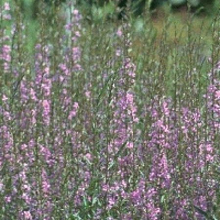 Lythrum salicaria 'Blush' P9 - afbeelding 2