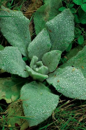 Stachys byzantina 'Big Ears' P9 - afbeelding 1