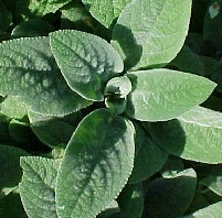 Stachys byzantina 'Big Ears' P9 - afbeelding 2