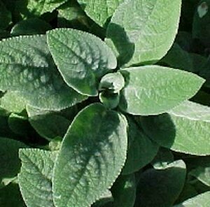 Stachys byzantina 'Big Ears' P9 - afbeelding 2