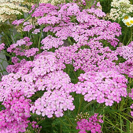 Achillea millefolium 'Lilac Beauty' P9 - afbeelding 4