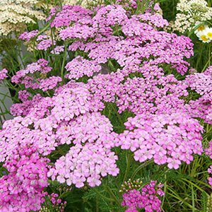 Achillea millefolium 'Lilac Beauty' P9 - afbeelding 4