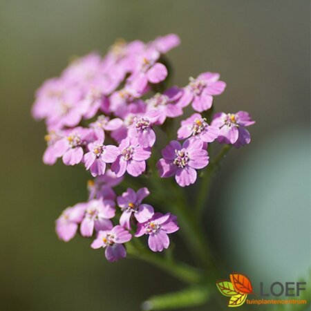 Achillea millefolium 'Lilac Beauty' P9 - afbeelding 5