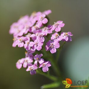 Achillea millefolium 'Lilac Beauty' P9 - afbeelding 5