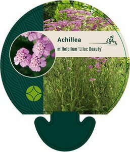 Achillea millefolium 'Lilac Beauty' P9 - afbeelding 3