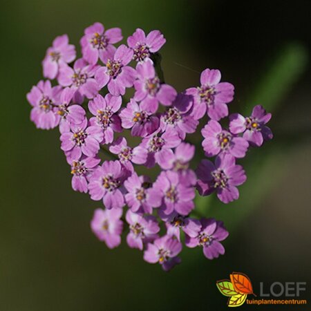 Achillea millefolium 'Lilac Beauty' P9 - afbeelding 2