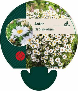 Aster dumosus 'Schneekissen' P9