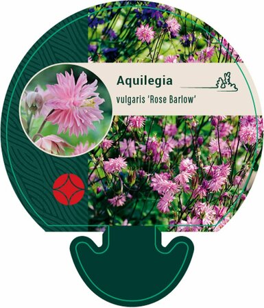 Aquilegia vulgaris 'Rose Barlow' P9