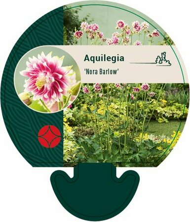 Aquilegia 'Nora Barlow' P9 - afbeelding 2