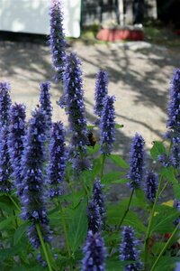 Agastache 'Blue Fortune' P9 - afbeelding 6