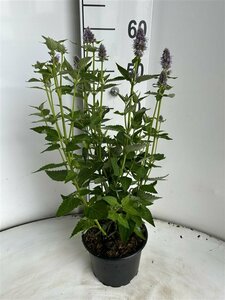 Agastache 'Blue Fortune' P9