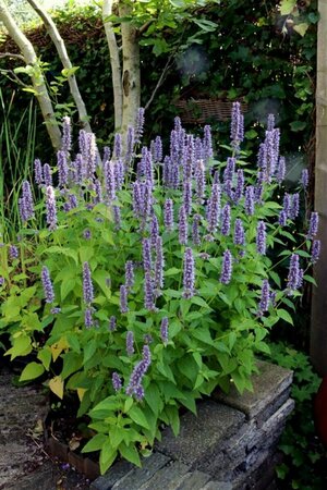 Agastache 'Blue Fortune' P9 - afbeelding 5