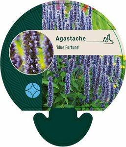 Agastache 'Blue Fortune' P9 - afbeelding 4