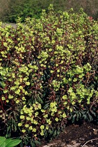 Euphorbia amygdaloides 'Purpurea' C2 - afbeelding 2