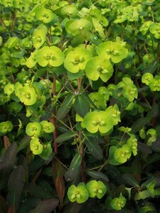 Euphorbia amygdaloides 'Purpurea' C2 - afbeelding 6