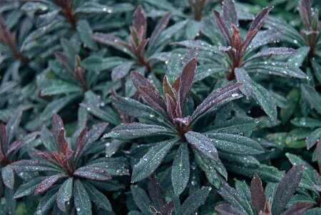 Euphorbia amygdaloides 'Purpurea' C2 - afbeelding 3