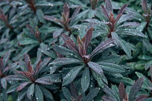 Euphorbia amygdaloides 'Purpurea' C2 - afbeelding 3