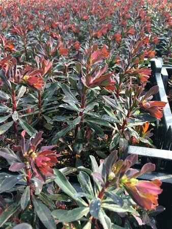 Euphorbia amygdaloides 'Purpurea' C2 - afbeelding 4