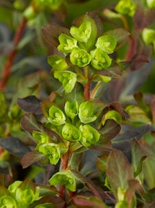 Euphorbia amygdaloides 'Purpurea' C2 - afbeelding 7