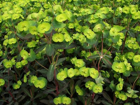 Euphorbia amygdaloides 'Purpurea' C2 - afbeelding 8