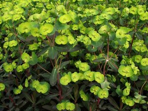 Euphorbia amygdaloides 'Purpurea' C2 - afbeelding 8