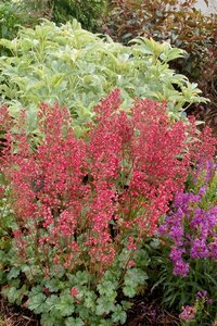 Heuchera 'Paris' P9 - afbeelding 4