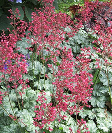 Heuchera 'Paris' P9 - afbeelding 5