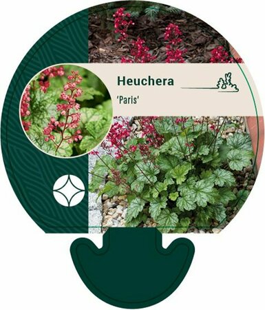Heuchera 'Paris' P9 - afbeelding 7