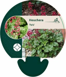 Heuchera 'Paris' P9 - afbeelding 7