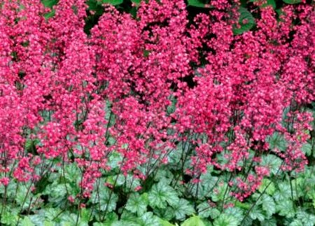 Heuchera 'Paris' P9 - afbeelding 6