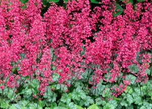 Heuchera 'Paris' P9 - afbeelding 6