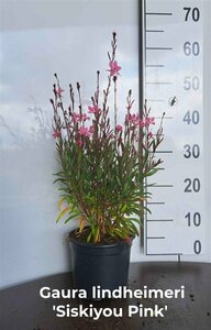Gaura lindheimeri 'Siskiyou Pink' P9
