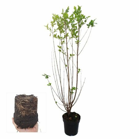Ligustrum ovalifolium 60/80 W. - afbeelding 7