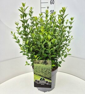 Ligustrum ovalifolium 60/80 W. - afbeelding 12