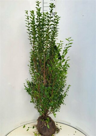 Ligustrum ovalifolium 60/80 W. - afbeelding 2