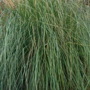 Panicum virgatum 'Heavy Metal' P9 - afbeelding 2