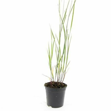 Panicum virgatum 'Heavy Metal' P9 - afbeelding 5
