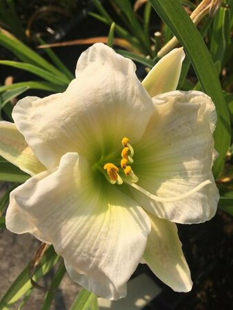 Hemerocallis 'Gentle Shepherd' C4 - afbeelding 2