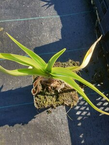 Hemerocallis 'Gentle Shepherd' C4 - afbeelding 6